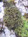 mousses-lichens-55.jpg