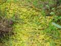 mousses-lichens-7.jpg