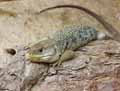 reptiles-amphibiens-40.jpg