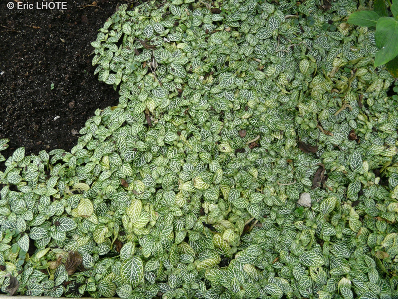 Acanthaceae - Fittonia verschaffeltii minima - Fittonie de Verschaffelt
