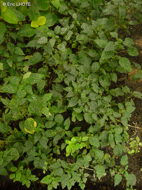 Acanthaceae - Hypoestes lasiospegia var. sanguinolenta - Hypoestes