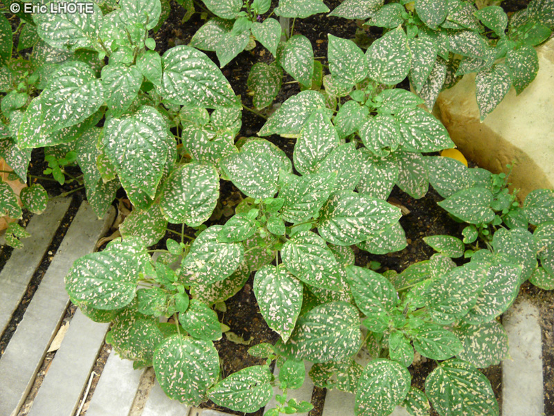 Acanthaceae - Hypoestes phyllostachya - Plante aux éphélides
