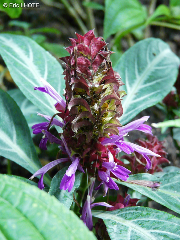 Acanthaceae - Porphyrocoma Pohliana, Amphiscopia pohliana - Rose pinecone, Blue shrimp, Jade magic, Maracas Brazilian fireworks, Purple shrimp plant