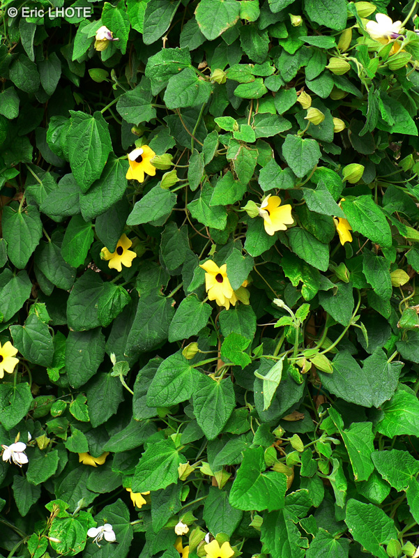Acanthaceae - Thunbergia amulesi - Thunbergie, Suzanne aux yeux noirs