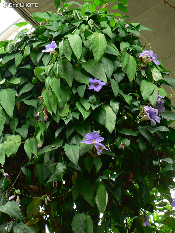 Acanthaceae - Thunbergia grandiflora - Thunbergie à grandes fleurs
