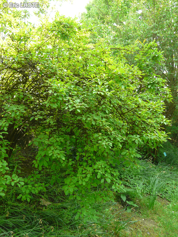 Adoxaceae - Viburnum fareri - Viorne odorante