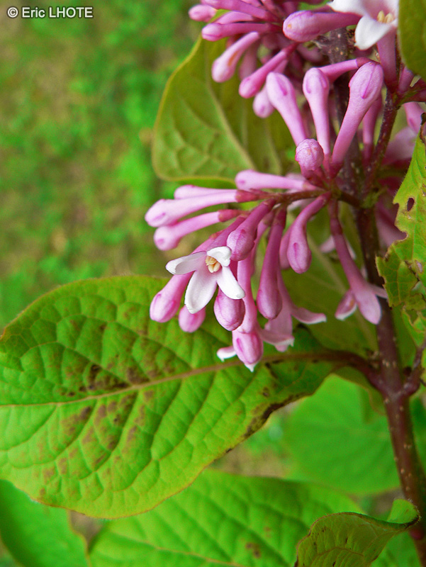 Adoxaceae - Viburnum grandiflorum - Viorne à grande fleur