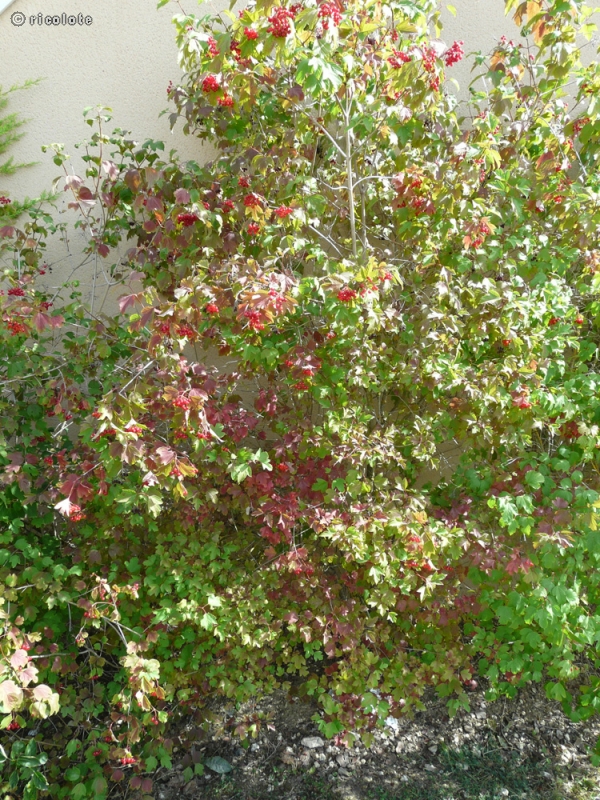 Adoxaceae - Viburnum opulus roseum - Boule de neige, Viorne obier, Obier, Caillebot