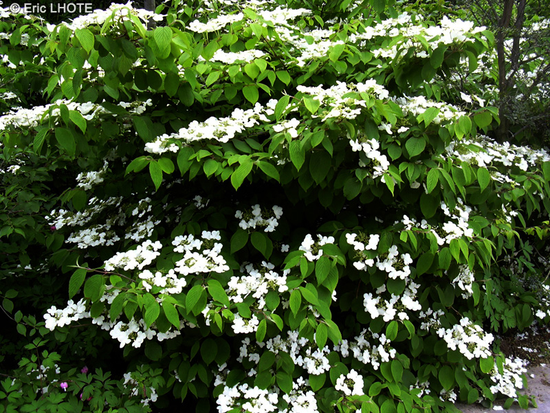 Adoxaceae - Viburnum plicatum Mariesii - Viorne à plateaux, Viorne du Japon