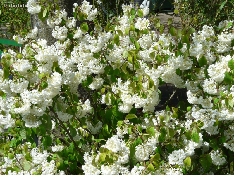 Adoxaceae - Viburnum plicatum Newport - Viorne à plateaux