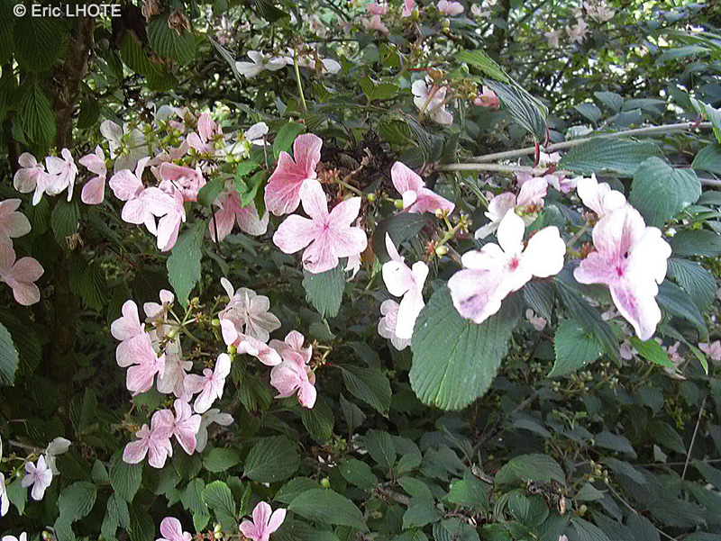 Adoxaceae - Viburnum plicatum Pink Beauty - Viorne à plateaux