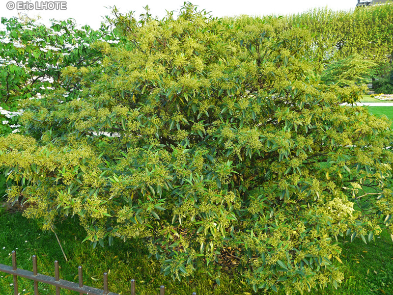 Adoxaceae - Viburnum propinquum - Viorne