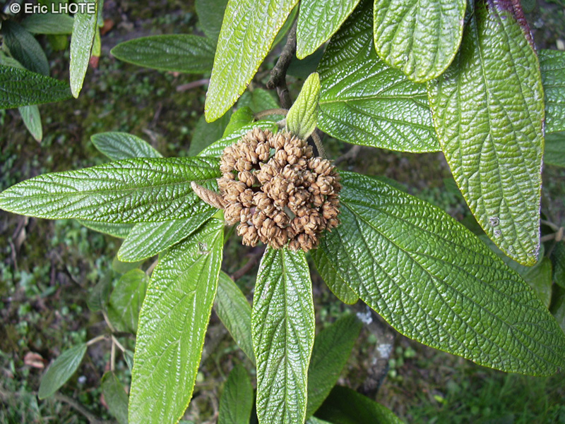 Adoxaceae - Viburnum ritidophyllum - Viorne à feuilles ridées