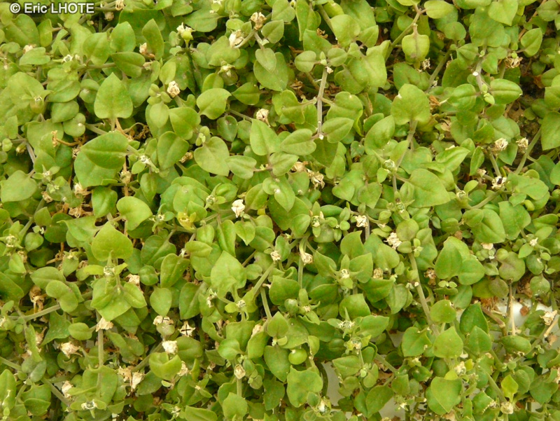  - Aptenia cordifolia - 