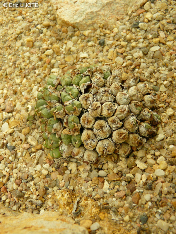 Aizoaceae - Conophytum quartzyticum - Conophytum