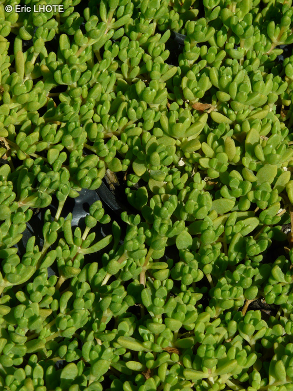 Aizoaceae - Delosperma deschampsii - Ficoïde