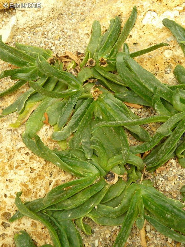 Aizoaceae - Glottiphyllum cruciatum - Glottiphyllum