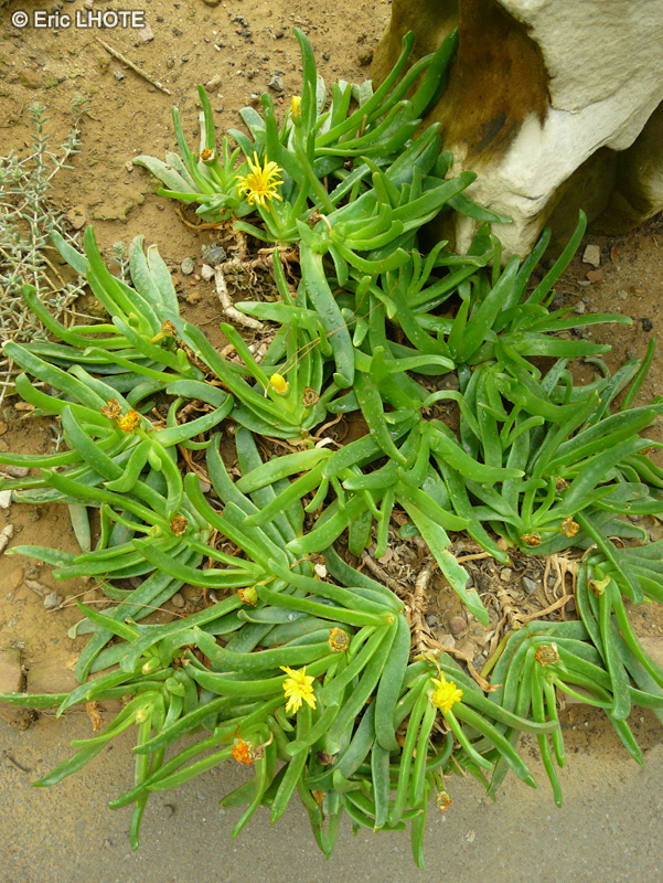 Aizoaceae - Glottiphyllum regium - Tongue-leaved mesemb