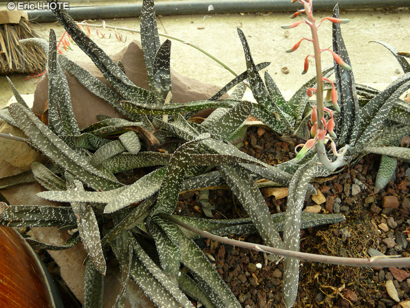 Aizoaceae - Glottyphyllum depressum - Tongue plant, Skilpadskos