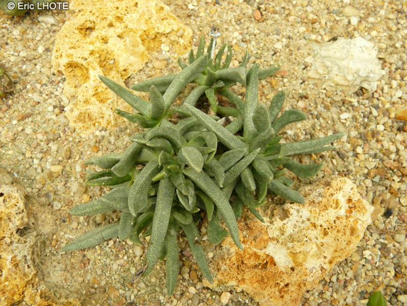 Aizoaceae - Hereroa calycina - Hereroa