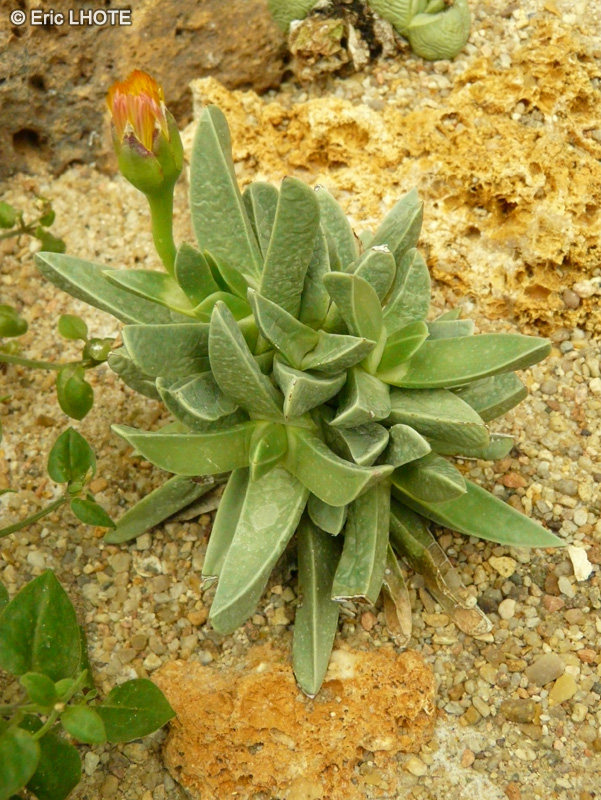 Aizoaceae - Machairophyllum stenopetalum - Machairophyllum