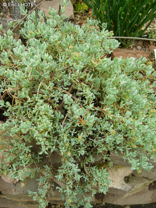 Aizoaceae - Oscularia deltoides - Deltoid-leaved Dewplant