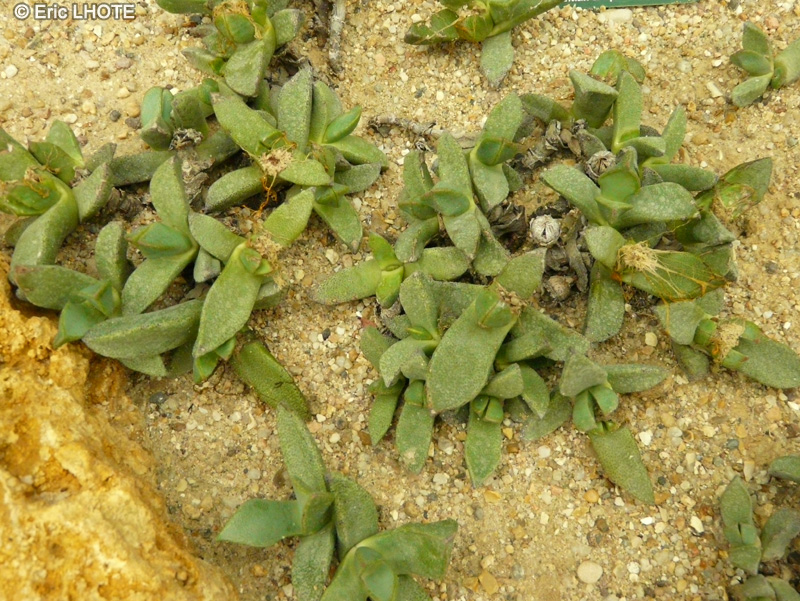 Aizoaceae - Pleiospilos peersii - Split rock