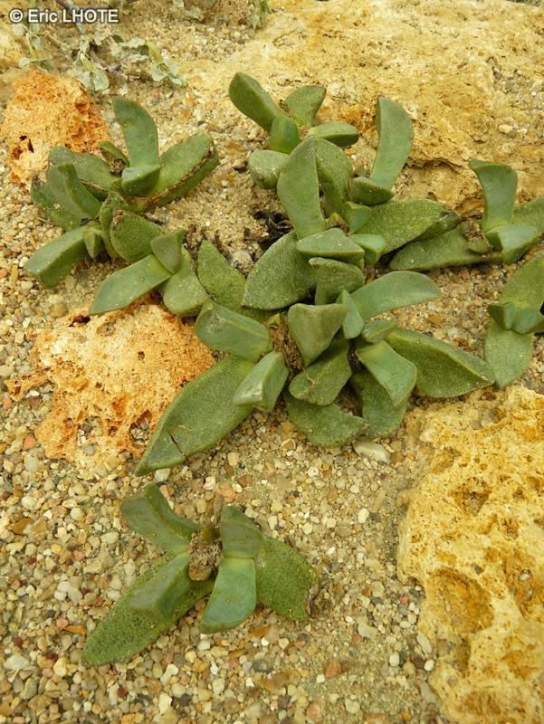 Aizoaceae - Pleispilos longibracteatus - Pleispilos