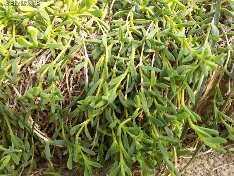 Aizoaceae - Ruschia gracilis - Ruschia