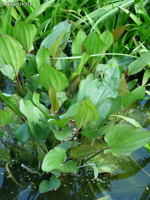 Alismataceae - Echinodorus cordifolius - Echinodorus à feuilles cordées
