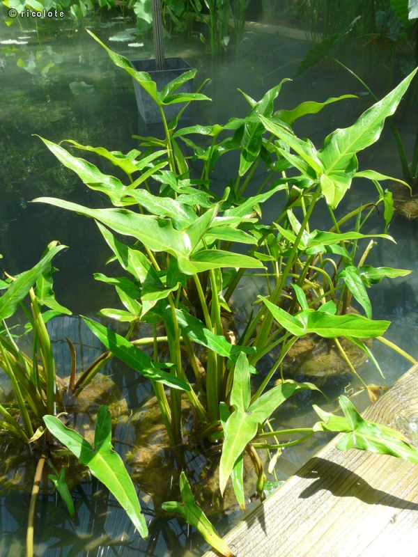 Alismataceae - Sagittaria sagittifolia - Sagittaire, Flèche d'eau