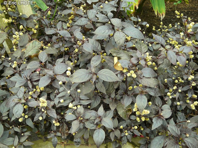 Amaranthaceae - Alternanthera dentata f. rubiginosa - Calico, Chrismas clover, Joyweed
