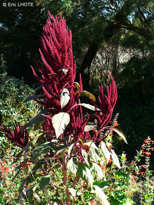 Amaranthaceae - Amaranthus cruentus - Amaranthe couleur de sang