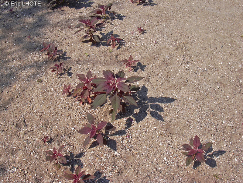 Amaranthaceae - Amaranthus hypochondriacus - Amaranthe hypocondriaque