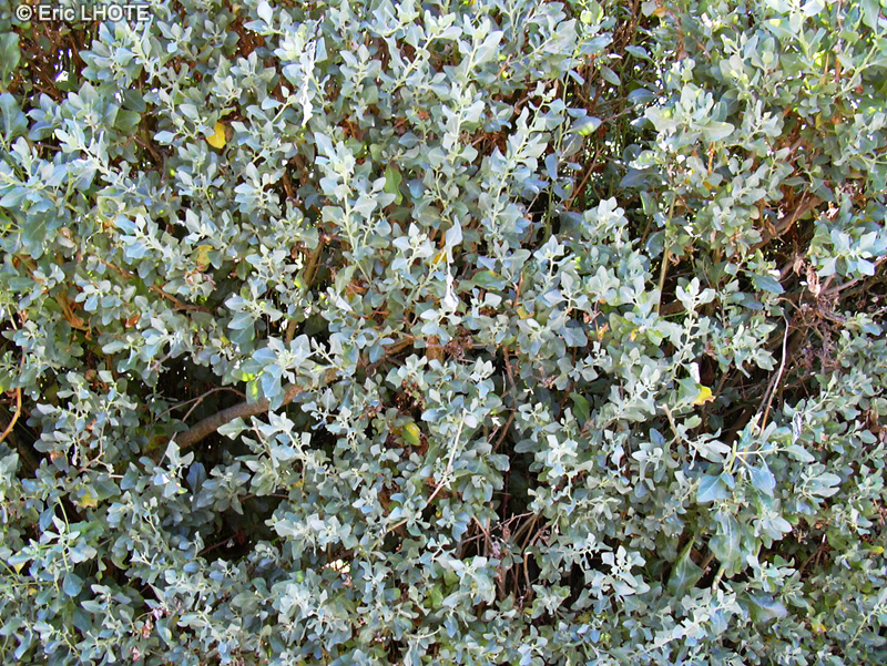 Amaranthaceae - Atriplex halimus - Arroche marine, Arroche halime, Epinard de mer