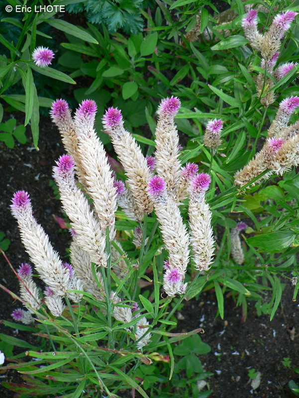 Amaranthaceae - Celosia argentea - Célosie argentée