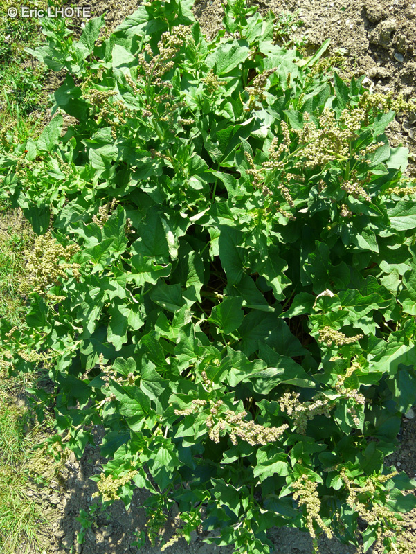 Amaranthaceae - Chenopodium bonus-henricus - Herbe du bon Henri