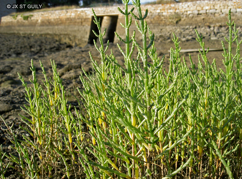 Amaranthaceae - Salicornia europaea - Salicorne