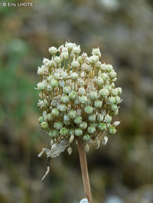 Amaryllidaceae - Allium ampeloprasum - Poireau d’été, Poireau du Levant, Gros ail, Carambole, Baragane