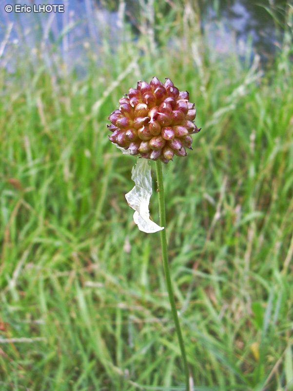 Amaryllidaceae - Allium lineare - Ail dressé, Ail droit, Ail linéaire