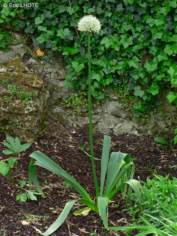 Amaryllidaceae - Allium stipitatum, Allium hirtifolium Mount Everest - Echalotte de Perse, Ognion persan