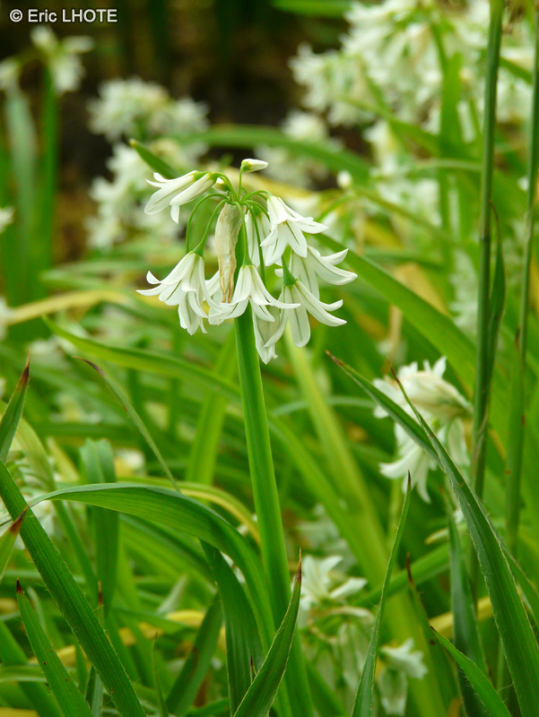 Amaryllidaceae - Allium triquetrum - Ail triquètre