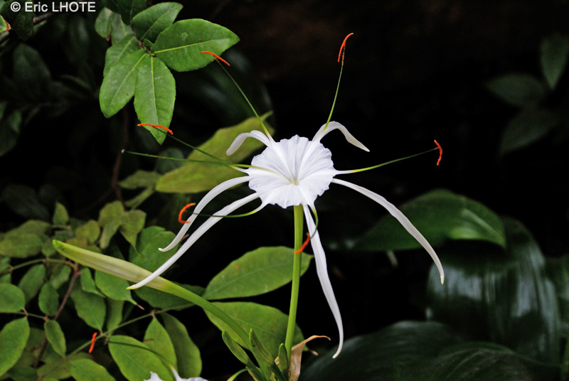 Amaryllidaceae - Hymenocallis caroliniana - Lis araignée
