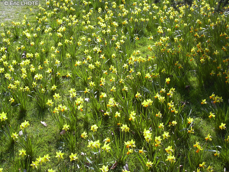 Amaryllidaceae - Narcissus jonquilla - Petite Jonquille, Jonquille vraie