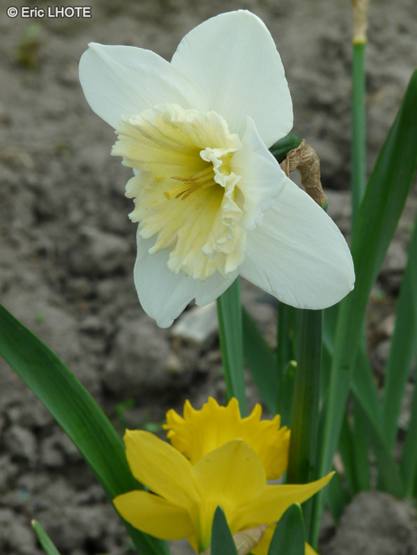  - Narcissus pseudonarcissus - 