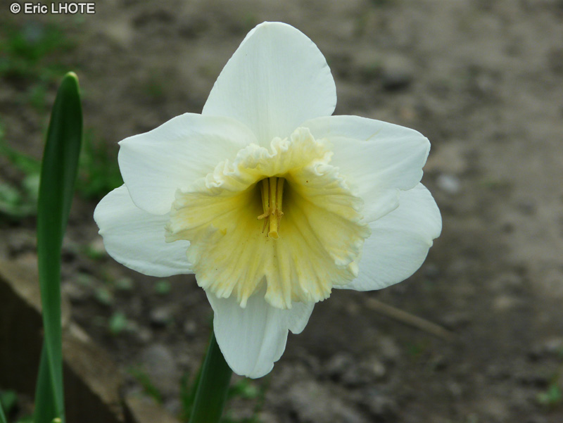  - Narcissus pseudonarcissus - 