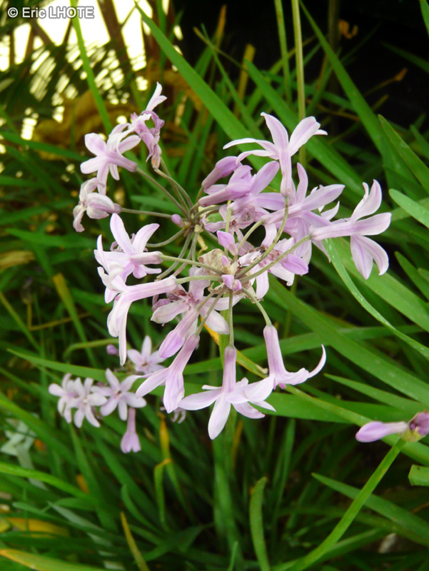 Amaryllidaceae - Tulbaghia violacea - Tulbaghia, Tolbaghia à fleurs violettes