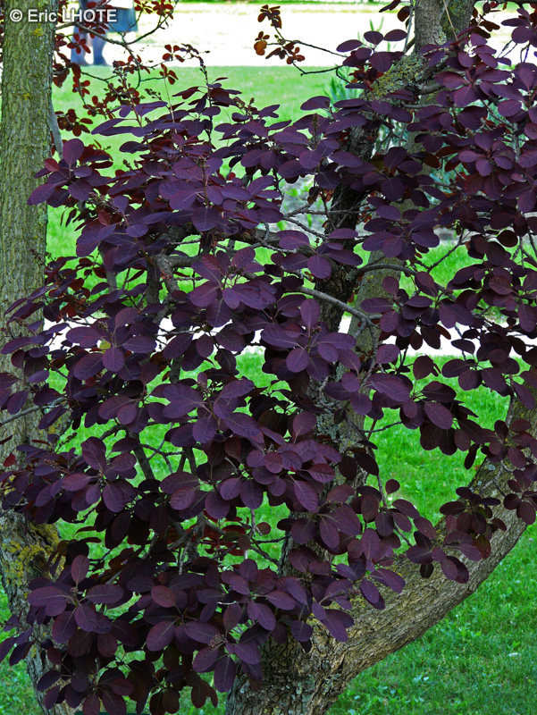 Anacardiaceae - Cotinus coggygria Royal Purple - Arbre à perruque, Barbe de Jupiter, Fustet