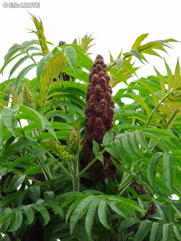 Anacardiaceae - Rhus typhina - Sumac de Virginie