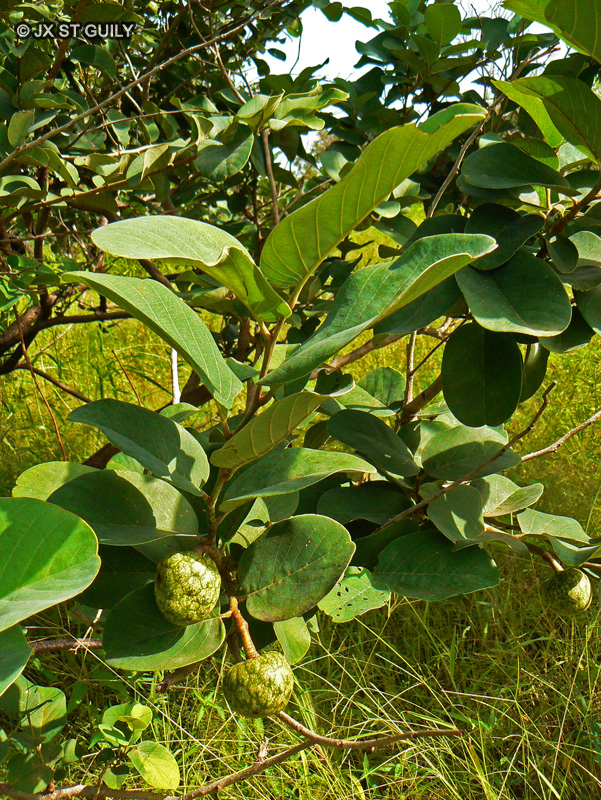Annonaceae - Annona senegalensis - Annone, Pomme cannelle du Sénégal